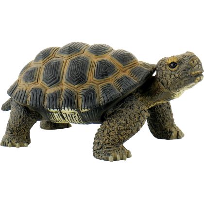 Landschildkröte