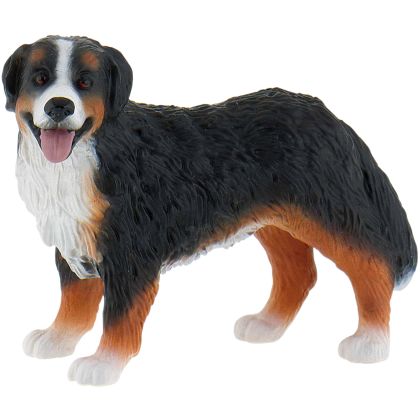 Berner Sennenhund Bianca