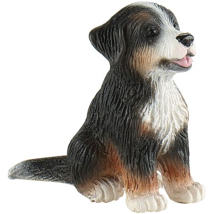 Berner Sennenhund Welpe Joy