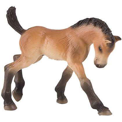 Trakehner Fohlen
