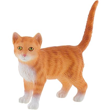 Katze American Shorthair Francis