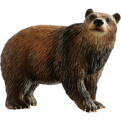Braunbär